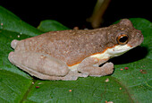Small-headed Treefrog (Dendropsophus timbeba)