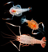 Blind lobsters (family Polychelidae)