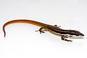 Elegant Eyed Lizard (Cercosaura argulus)