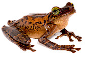 Manaus Slender-legged Treefrog (Osteocephalus taurinus)