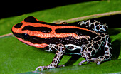Amazonian Poison Frog, Ranitomeya ventrimaculata