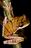 Purple-eyed Boneyhead (Osteocephalus mutabor)