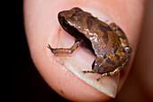 Loreto Leaf Frog (Noblella myrmecoides)