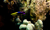 Hawaiian Cleaner Wrasse (Labroides phthirophagus)