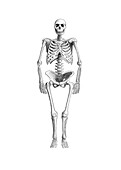Neanderthal Skeleton (Homo neanderthalensis)
