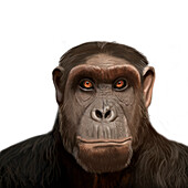 Australopithecus anamensis Head Reconstruction