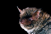 Southeastern Myotis (Myotis austroriparius)