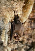 Ghost-faced Bat (Mormoops megalophylla)
