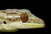 Turnip Tail Gecko (Thecodactylus solimoensis)