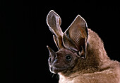 Schultz's round-eared Bat (Lophostoma schulzi)
