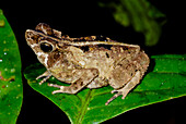 Crested Toad (Rhinella margaritifera)