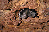 Little Brown Bats (Myotis lucifugus)