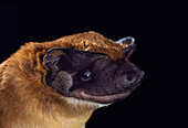 Dwarf bonneted bat (Eumops bonariensis)