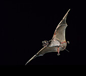 Wagner's bonneted bat (Eumops glaucinus)