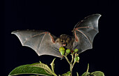 Toltec fruit-eating bat, Artibeus toltecus