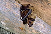 Evening Bat (Nycticeius humeralis)