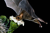 Lesser Long-nosed Bat at Saguaro Flower