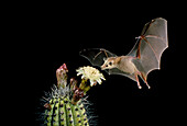 Lesser Long-nosed Bat at Organ Pipe Cactus