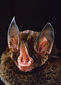 Striped hairy-nosed bat (Mimon crenulatum)