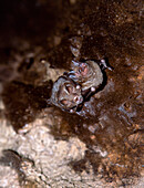 Silky Short-tailed Bats (Carollia brevicauda)