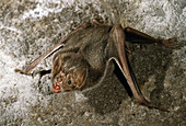 Common Vampire Bat (Desmodus rotundus)