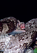 Ratsnake Catches Myotis Bat