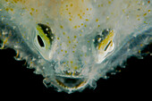 Juvenile Pancake Batfish (Halieutichthys aculeatus)