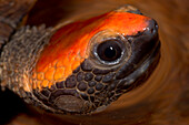 Twist-necked Turtle (Platemys platycephala melanonota)