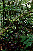 Banded Tree Anole (Anolis transversalis)