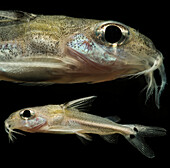 Thorny Catfish (Nemadoras sp.)