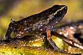 Carvalho's Silent Frog (Chiasmocleis carvalhoi)