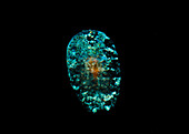 Sea Sapphire Copepods