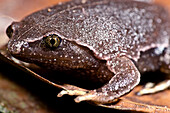 Brown Egg Frog (Ctenophryne geayi)