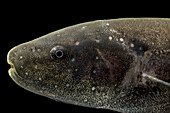 Knifefish (Sternopygus macrurus)