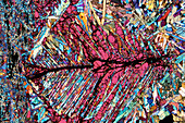 Spinifex Komatiite, light micrograph