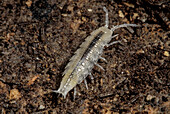 Terrestrial Isopod (Mesoniscus graniger)