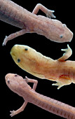 Grotto Salamander, Eurycea spelaea