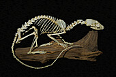 Small Spotted Genet Skeleton