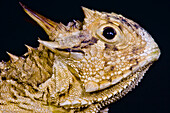 Texas Horned Lizard (Phrynosoma cornutum)