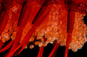 Deep Water Shrimp, Meningodora mollis