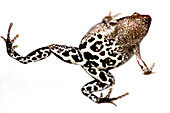 Bassler's Humming Frog (Chiasmocleis bassleri)