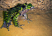 Wuchuan Odorous Frog (Odorrana wuchuanensis)
