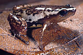 Carvalho's Silent Frog (Chiasmocleis carvalhoi)