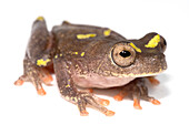 Ross Allen's Clown Treefrog (Dendropsophus rossalleni)