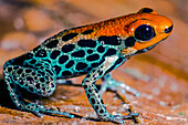 Red-backed Poison Frog (Ranitomeya reticulata)