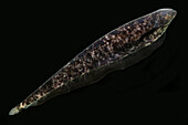 Knifefish (Adontosternarchus balaenops)