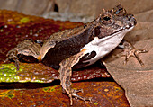 Eyebrow Frog (Edalorhina perezi)