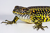 Painted Smooth-neck Lizard (Liolaemus pictus)