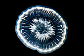 Deep-Water Bioluminescent Jellyfish