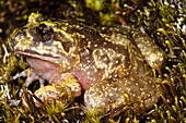 Emilio's Ground Frog (Eupsophus emiliopugini)